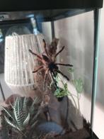 Orange boomspin met ingericht terrarium. Zsm weg, Dieren en Toebehoren, Spin of Schorpioen