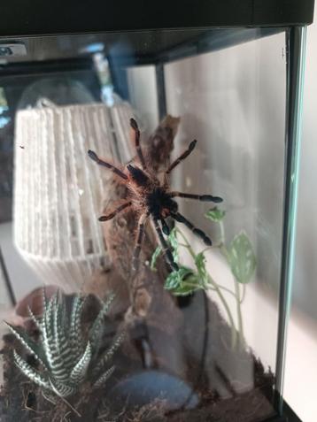 Vogelspin met ingericht terrarium. Zsm weg beschikbaar voor biedingen