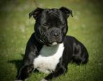 Staffordshire bull terriers met stamboom, Overige rassen, 8 tot 15 weken, CDV (hondenziekte), Meerdere