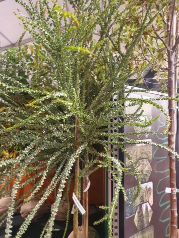 Acacia pravissima, Mimosa, bijzondere boom, zeldzaam, geel beschikbaar voor biedingen
