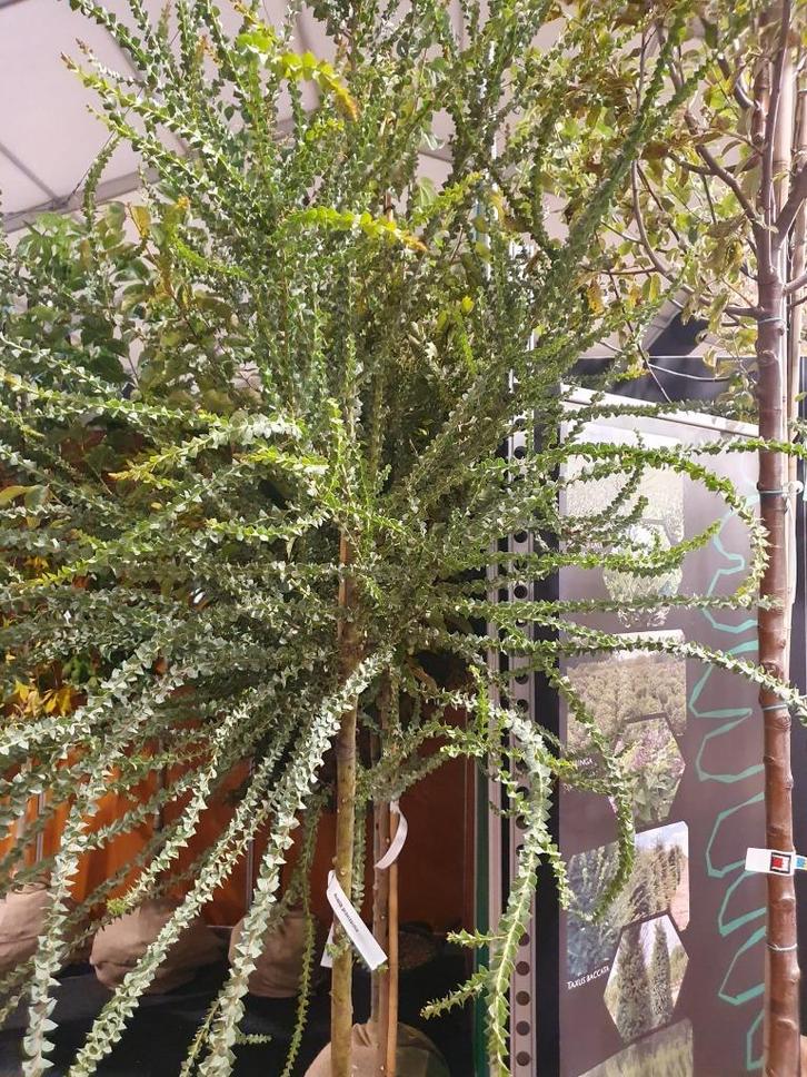Acacia pravissima, Mimosa, bijzondere boom, zeldzaam, geel, Tuin en Terras, Planten | Bomen, Overige soorten, 100 tot 250 cm, Volle zon