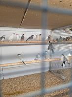 Rijst vogels, Dieren en Toebehoren, Vogels | Overige Vogels, Meerdere dieren