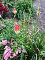 Vuurpijl Kniphofia, Tuin en Terras, Planten | Tuinplanten, Ophalen of Verzenden, Zomer, Overige soorten, Volle zon