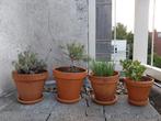 Balkon planten Lavendel, Rozemarijn, bieslook, vetplant 5/st, Ophalen, Volle zon, Vaste plant, Kruiden