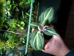 Sonerila sp, Ophalen of Verzenden, Halfschaduw, Minder dan 100 cm