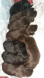 Flatcoated retriever pups Reutjes en Teefjes, Overige rassen, 8 tot 15 weken, CDV (hondenziekte), Meerdere