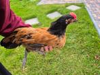 2 haantjes Vorwerk en Vorwerk x Araucana, Dieren en Toebehoren, Pluimvee, Mannelijk, Kip