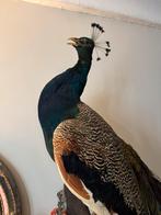 Pauw opgezet, Verzamelen, Dierenverzamelingen, Ophalen of Verzenden, Vogel, Opgezet dier