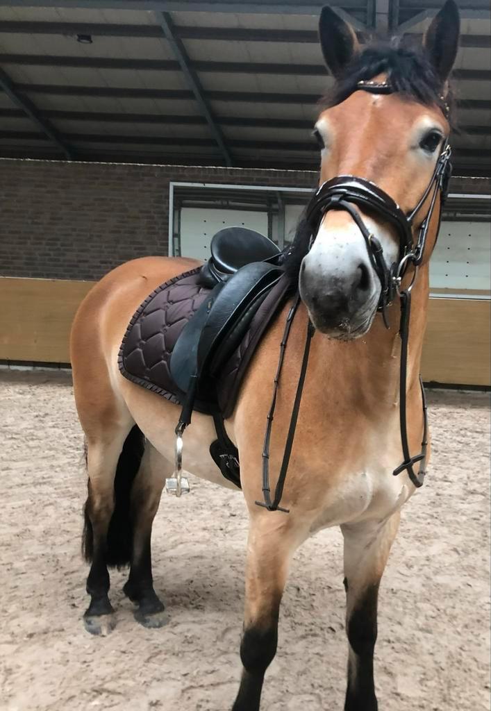PS of Sweden ruffle coffee Full, Dieren en Toebehoren, Paarden en Pony's | Overige Paardenspullen, Zo goed als nieuw, Dressuur