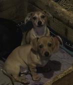 Hele mooie pups! Teckel x Peruaanse Naakthond, Dieren en Toebehoren, Honden | Teckels en Dashonden, 8 tot 15 weken, Dwerg, Meerdere
