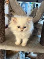 Golden point Britse korthaar/kanghaar kittens te koop., Dieren en Toebehoren, Kater, Ontwormd, 0 tot 2 jaar