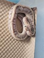 Ballpython- python regius- koningspython, Dieren en Toebehoren, Reptielen en Amfibieën, Slang