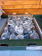 Oesterschelpen, Ophalen of Verzenden, Materiaal