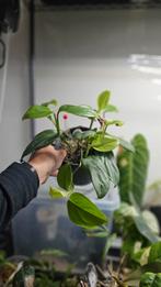 Monstera no ID, Ophalen, Overige soorten, Minder dan 100 cm