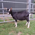 zwarte toggenburger alpine bok te koop CAE en CL vrij, Dieren en Toebehoren, Schapen, Geiten en Varkens, Mannelijk, Geit, 0 tot 2 jaar