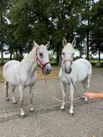 Twee super lieve paarden te koop!, Dieren en Toebehoren, Paarden, Merrie, Recreatiepaard, 11 jaar of ouder
