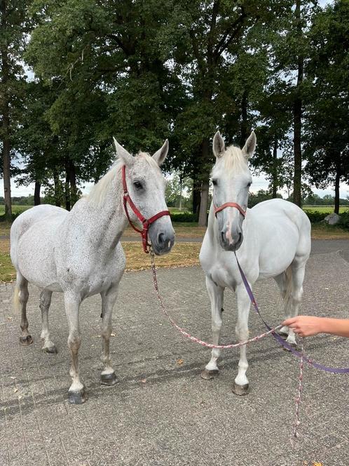 Twee super lieve paarden te koop!, Dieren en Toebehoren, Paarden, Merrie, 11 jaar of ouder, Recreatiepaard