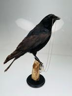 Opgezette Kraai met Zakhorloge - Taxidermie, Ophalen of Verzenden