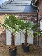 MOOIE DIKKE GOED GEWORTELDE WINTERHARDE TRACHYCARPUS PALMEN, In pot, Halfschaduw, Ophalen of Verzenden, 100 tot 250 cm