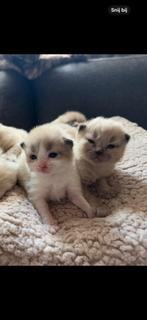 Ragdol kittens, Dieren en Toebehoren, Meerdere dieren, Gechipt