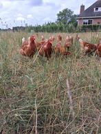 Legkippen. Zijn aan de leg, Dieren en Toebehoren, Pluimvee, Vrouwelijk, Kip