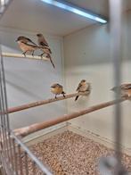 3x baardman, Dieren en Toebehoren, Vogels | Overige Vogels, Meerdere dieren, Tropenvogel, Geringd
