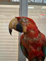 Prachtig opgezette vintage 3 colour ara, Meerdere dieren, Papegaai