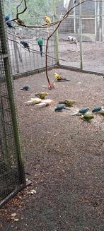 Kakarikie, Mannelijk, Parkiet