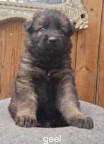Sportieve Duitse Herders pups langstokhaar  met stamboom, Dieren en Toebehoren, Honden | Herdershonden en Veedrijvers, Reu, CDV (hondenziekte)