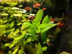 Koraalplaty red, beperkt beschikbaar, Vis, Zoetwatervis