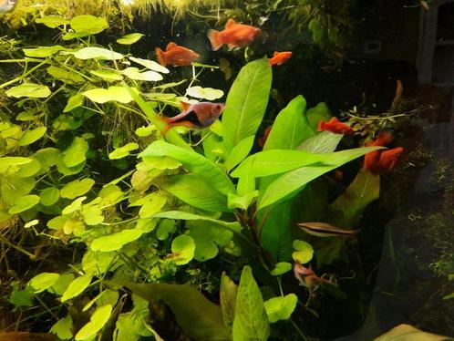 Koraalplaty red, beperkt beschikbaar, Dieren en Toebehoren, Vissen | Aquariumvissen, Zoetwatervis, Vis