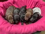 Duitse Staande korthaar pups, Dieren en Toebehoren, Duitse Staande hond, Meerdere, Meerdere dieren, Nederland