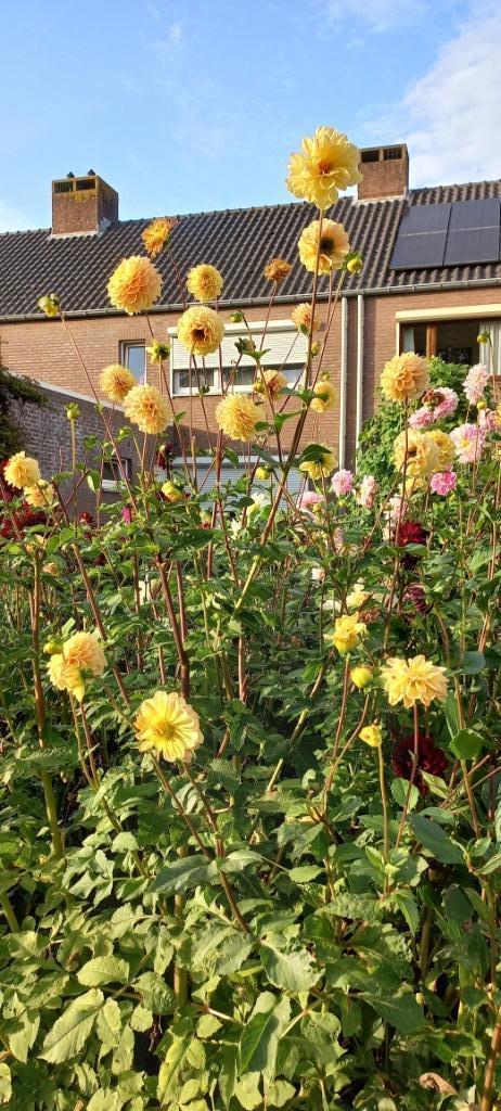 Dahlia..... welke is een verrassing. 3,00 euro per plant., Tuin en Terras, Planten | Tuinplanten, Vaste plant, Overige soorten