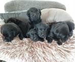 Prachtige zwarte Labrador puppy's!, Dieren en Toebehoren, Honden | Retrievers, Spaniëls en Waterhonden, 8 tot 15 weken, Labrador retriever