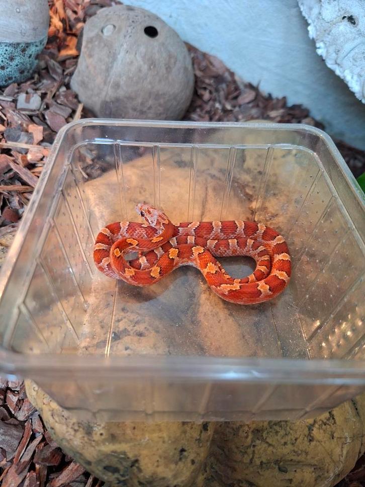 Rattenslang blood red piedside, Dieren en Toebehoren, Reptielen en Amfibieën, Slang, 0 tot 2 jaar