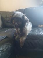 Lief Hondje  blauw grijs Chitzhu x Pomeri,, Dieren en Toebehoren, Honden | Niet-rashonden, Reu, 1 tot 2 jaar, Eén hond, Klein