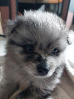 pomeriaan/keeshond puppy"s, Reu, 8 tot 15 weken, Meerdere, Nederland