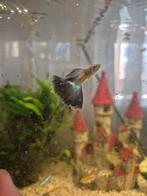 Blue moscow guppy's, Vis