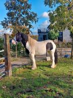 Verschillende koudbloeden; Tinkers/Haflingers/Trekpaarden, Dieren en Toebehoren, Pony's, Merrie, E pony (1.48m - 1.57m), 3 tot 6 jaar