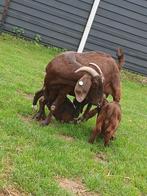 Red kalahari boergeiten met boklammeren, Dieren en Toebehoren, Schapen, Geiten en Varkens, Meerdere dieren, Geit