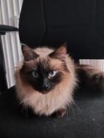 Ragdoll poes 1 jaar, Dieren en Toebehoren, Katten en Kittens | Raskatten | Langhaar, Poes, Ontwormd, 0 tot 2 jaar