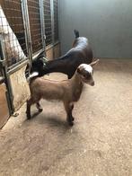 Dwerggeitje met camel hermelijn geitlam., Dieren en Toebehoren, Vrouwelijk, Geit