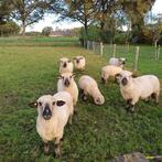 Hampshire down ooien en ooilammeren, Dieren en Toebehoren, Schapen, Geiten en Varkens, Vrouwelijk, Schaap