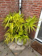 Palmboom met pot, Tuin en Terras, Vaste plant, Bloeit niet, Halfschaduw, Ophalen