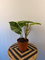 Philodendron White Princess Tricolor - Zeldzaam!, Overige soorten, In pot, Minder dan 100 cm, Groene kamerplant