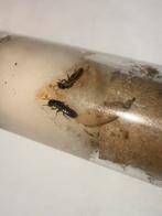 Reticulermes grassei termieten kolonie, Dieren en Toebehoren, Insecten en Spinnen, Overige soorten