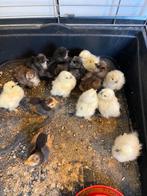 Kuikens zijdehoen, Dieren en Toebehoren, Geslacht onbekend, Kip