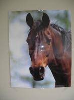 paarden poster, Ophalen of Verzenden, Zo goed als nieuw, Dier of Natuur