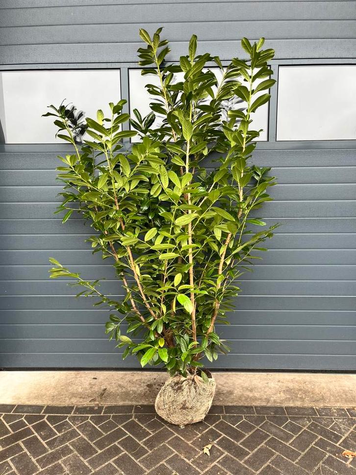 Prunus laurocerasus 'Novita' 250cm+, Tuin en Terras, Planten | Struiken en Hagen, Laurier, 250 cm of meer, Ophalen