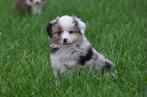 Prachtige miniature american shepherd uit geteste ouders mas, Overige rassen, CDV (hondenziekte), 8 tot 15 weken, Meerdere